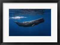 Framed Sperm Whale
