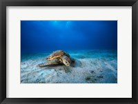 Framed Green Turtle in the Blue