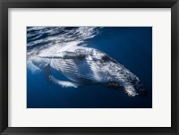 Framed Whale