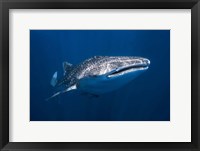 Framed Whale Shark