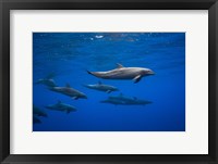 Framed Dolphins