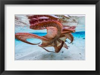 Framed Cctopus Underside