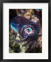 Framed Baby Cuttlefish