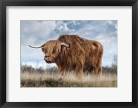 Framed Scottish Highland Bull