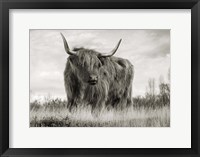 Framed Scottish Highland Cattle (BW)