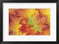 Framed Maple Leaf Pattern