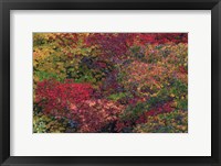 Framed Fall Colors Seattle Arboretum Washington