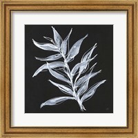 Framed 'White Fern II' border=