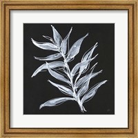 Framed 'White Fern II' border=