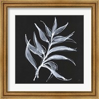 Framed 'White Fern I' border=