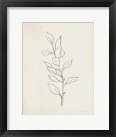 August Branch II Framed Print