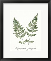 Vintage Ferns VII no Border White Framed Print
