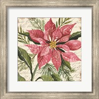 Framed 'Mauve Poinsettia Botanical' border=