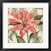 Framed Peach Poinsettia Botanical