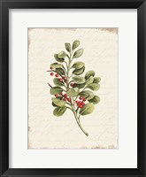 Berries Christmas Botanical Framed Print