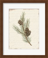 Framed Pine Cone Botanical II