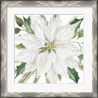 Framed 'White Poinsettia' border=