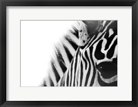 Framed Zebra Eye