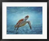 Framed Sea Turtle