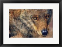 Framed Wolf Portrait