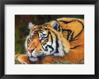 Framed Sumatran Tiger Resting