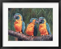 Framed 3 Macaws