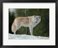 Framed Grey Wolf In Snow