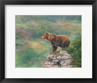 Framed European Brown Bear