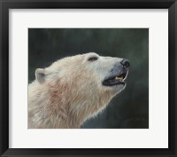 Framed Polar Bear Portrait