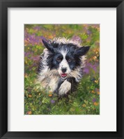 Framed Border Collie