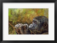 Framed Young Lowland Gorilla