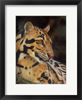 Framed Clouded Leopard Portrait