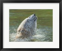 Framed Polar Bear Splash