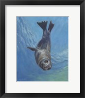 Framed Sealion Hello