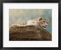 Framed Snow Leopard 14