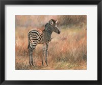 Framed Zebra Foal