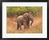 Framed Baby African Elephant