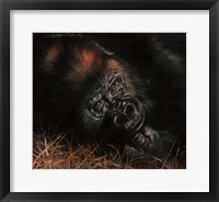 Framed Gorilla In Bed