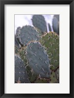 Framed Arizona Cactus