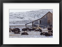 Framed Colorado Buffalo