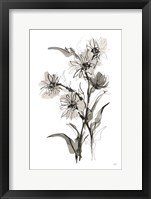 Daisy II Framed Print