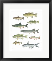 Fresh Catch V Framed Print