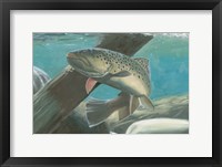 Fresh Catch I Framed Print