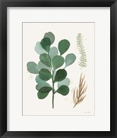 Leaf and Stem II Framed Print