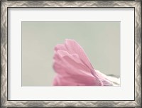 Framed Hollyhock Edge