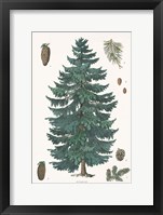 Framed Evergreen Botanical Chart