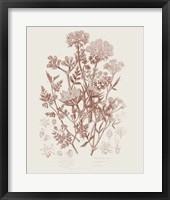 Flowering Plants IV Brown Framed Print