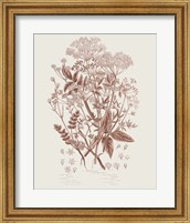 Framed 'Flowering Plants I Brown' border=