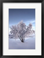 Framed Snow Covered Tree in the Yukon River, Canada