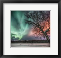 Framed Northern Lights and Bare Tree, Yukon River, Yukon, Canada